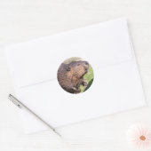 Closeup North American Beaver (Castor canadensis) Ronde Sticker (Envelop)