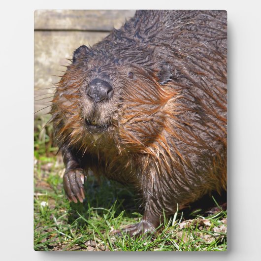 Closeup North American Beaver Fotoplaat (Voorkant)