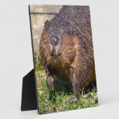Closeup North American Beaver Fotoplaat (Zijkant)
