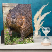 Closeup North American Beaver Fotoplaat (Zijkant)