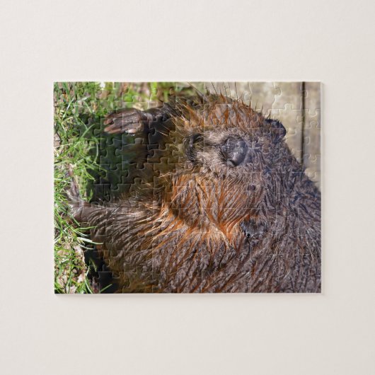 Closeup North American Beaver Legpuzzel (Horizontaal)