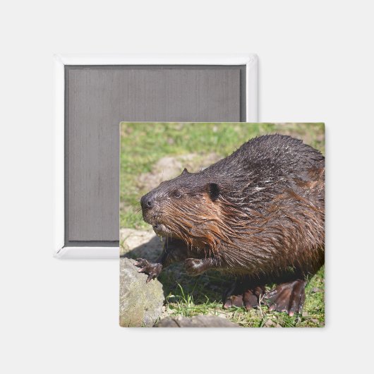 Closeup North American Beaver Magneet (Voorkant / Achterkant)