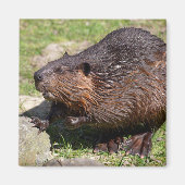Closeup North American Beaver Magneet (Voorkant)