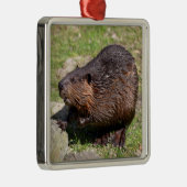 Closeup North American Beaver Metalen Ornament (Rechts)