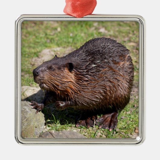 Closeup North American Beaver Metalen Ornament (Voorkant)