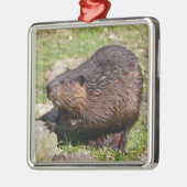 Closeup North American Beaver Metalen Ornament (Links)