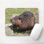 Closeup North American Beaver Muismat (Met muis)