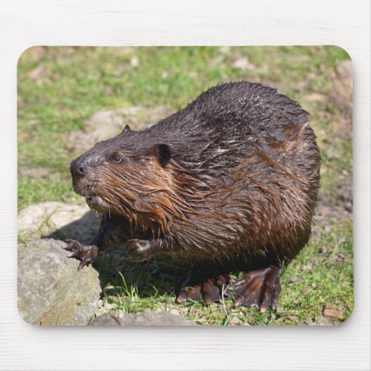 Closeup North American Beaver Muismat (Voorkant)