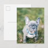 Closeup of a French Bulldog Briefkaart (Voorkant / Achterkant)
