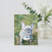 Closeup of a French Bulldog Briefkaart (Staand voorkant)