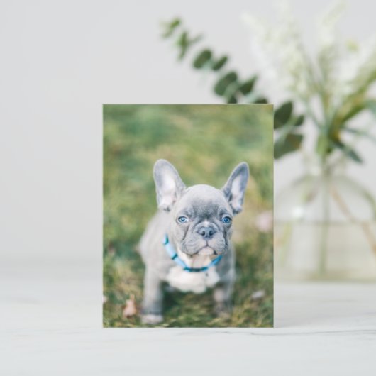 Closeup of a French Bulldog Briefkaart (Staand voorkant)