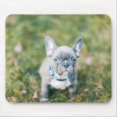 Closeup of a French Bulldog Muismat (Voorkant)