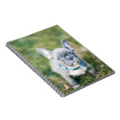 Closeup of a French Bulldog Notitieboek (Rechterzijde)