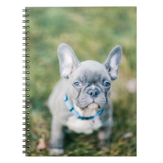 Closeup of a French Bulldog Notitieboek (Voorkant)