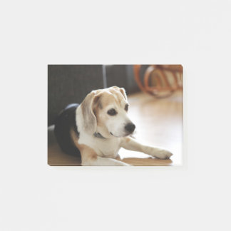 Closeup of Healthy Beagle Puppy Post-it® Notes