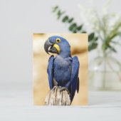 Closeup of Hyacinth macaw Briefkaart (Staand voorkant)