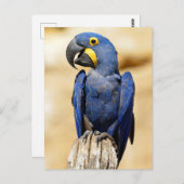 Closeup of Hyacinth macaw Briefkaart (Voorkant / Achterkant)