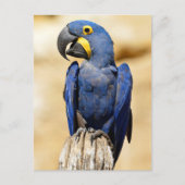 Closeup of Hyacinth macaw Briefkaart (Voorkant)