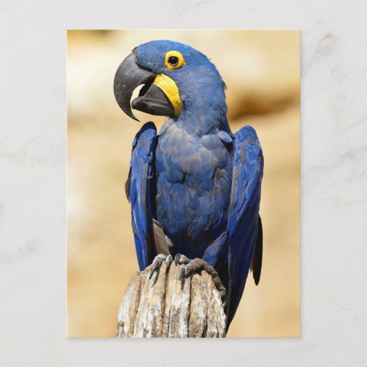 Closeup of Hyacinth macaw Briefkaart (Voorkant)