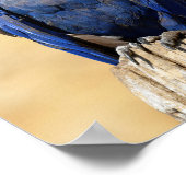 Closeup of Hyacinth macaw Poster (Hoek)