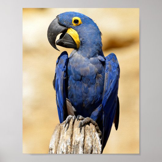 Closeup of Hyacinth macaw Poster (Voorkant)