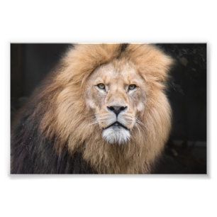 Closeup Portrait of a Male Lion Foto Afdruk