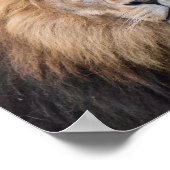 Closeup Portrait of a Male Lion Poster (Hoek)