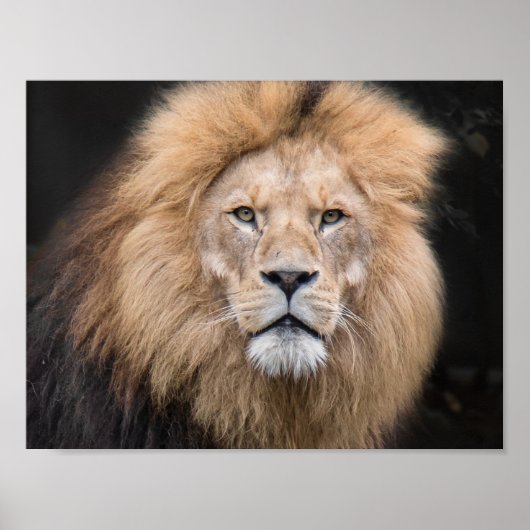 Closeup Portrait of a Male Lion Poster (Voorkant)
