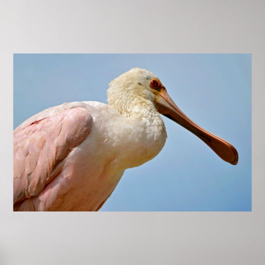 Closeup Roseate Spoonbill Poster (Voorkant)