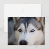 Closeup Stoic Gaze of an Alaskan Malamute Briefkaart (Voorkant / Achterkant)