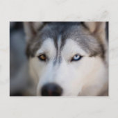 Closeup Stoic Gaze of an Alaskan Malamute Briefkaart (Voorkant)