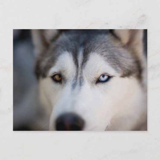 Closeup Stoic Gaze of an Alaskan Malamute Briefkaart (Voorkant)