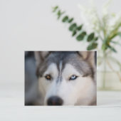 Closeup Stoic Gaze of an Alaskan Malamute Briefkaart (Staand voorkant)