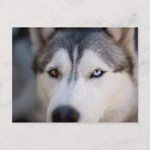 Closeup Stoic Gaze of an Alaskan Malamute Briefkaart