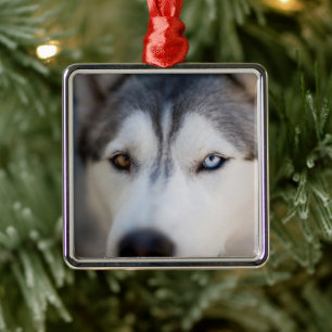 Closeup Stoic Gaze of an Alaskan Malamute Metalen Ornament