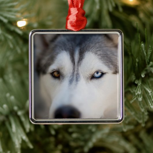 Closeup Stoic Gaze of an Alaskan Malamute Metalen Ornament (Boom)