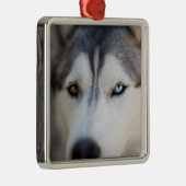 Closeup Stoic Gaze of an Alaskan Malamute Metalen Ornament (Rechts)