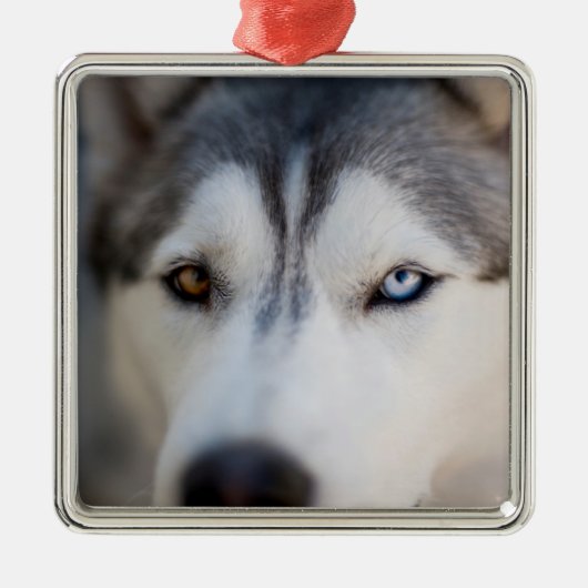 Closeup Stoic Gaze of an Alaskan Malamute Metalen Ornament (Voorkant)