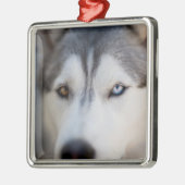Closeup Stoic Gaze of an Alaskan Malamute Metalen Ornament (Links)