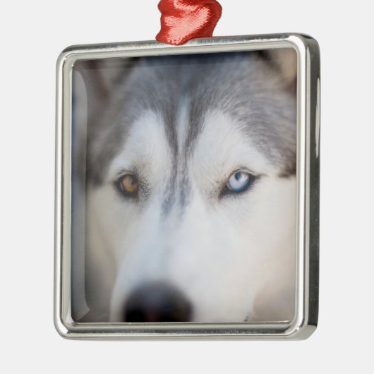 Closeup Stoic Gaze of an Alaskan Malamute Metalen Ornament (Links)
