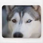 Closeup Stoic Gaze of an Alaskan Malamute Muismat (Voorkant)