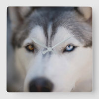 Closeup Stoic Gaze of an Alaskan Malamute