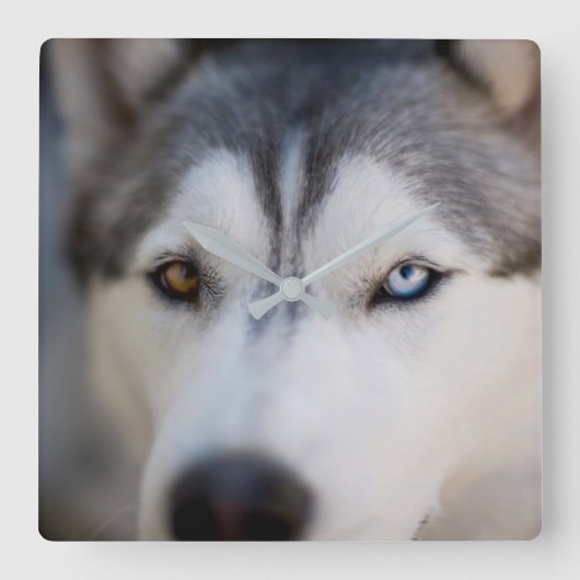 Closeup Stoic Gaze of an Alaskan Malamute Vierkante Klok (Voorkant)