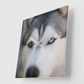 Closeup Stoic Gaze of an Alaskan Malamute Vierkante Klok (Hoek)