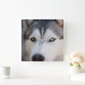 Closeup Stoic Gaze of an Alaskan Malamute Vierkante Klok (Huis)
