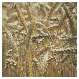 Closeup Thereed, gedroogd gras of tarwe in Closeup Stof
