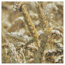 Closeup Thereed, gedroogd gras of tarwe in Closeup