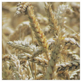 Closeup Thereed, gedroogd gras of tarwe in Closeup Stof