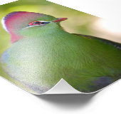 Closeup turaco of fischer foto afdruk (Hoek)
