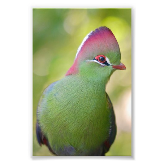 Closeup turaco of fischer foto afdruk (Voorkant)